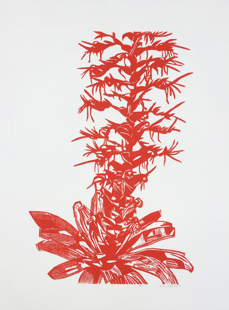 Bromélia
